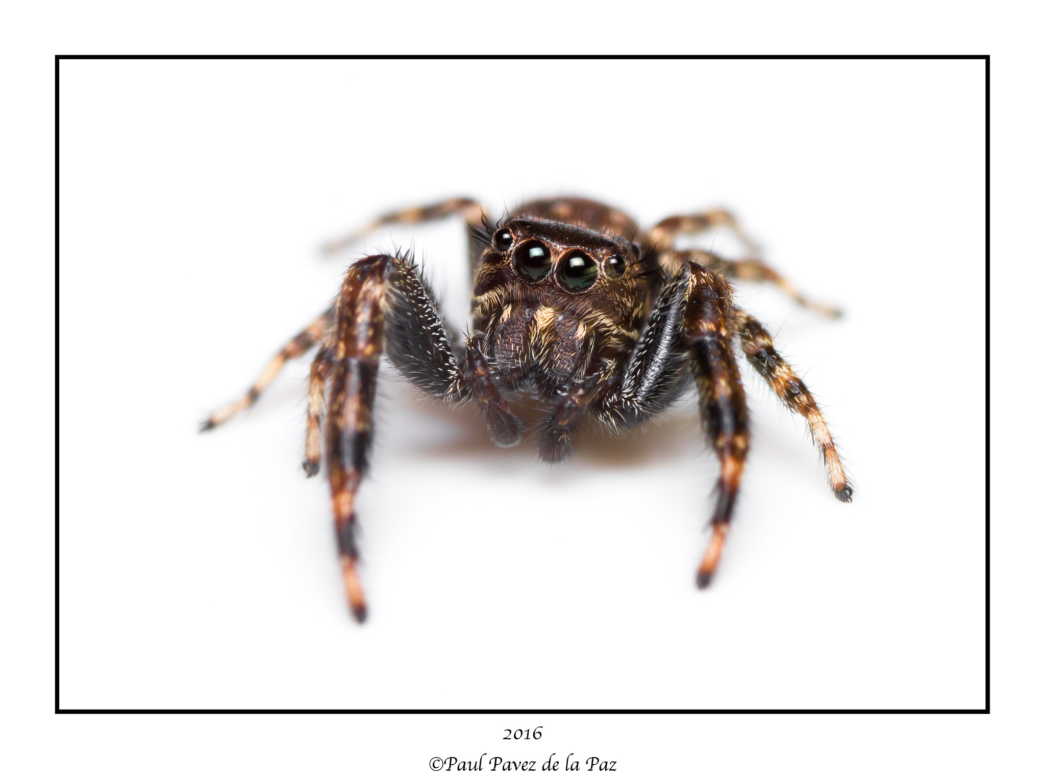 Canon EOS 550D (EOS Rebel T2i / EOS Kiss X4) + Tamron SP AF 90mm F2.8 Di Macro sample photo. Te doy mis ojos photography