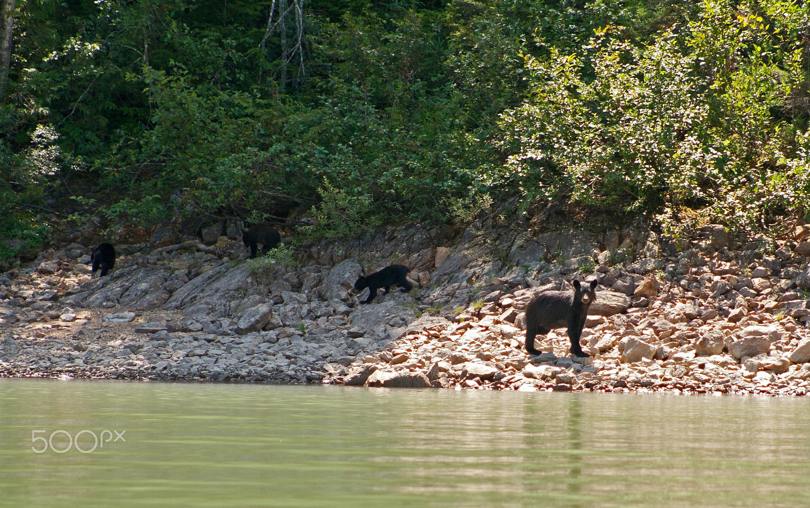 Canon EF 75-300mm f/4-5.6 USM sample photo. Mother with 3 cubs photography