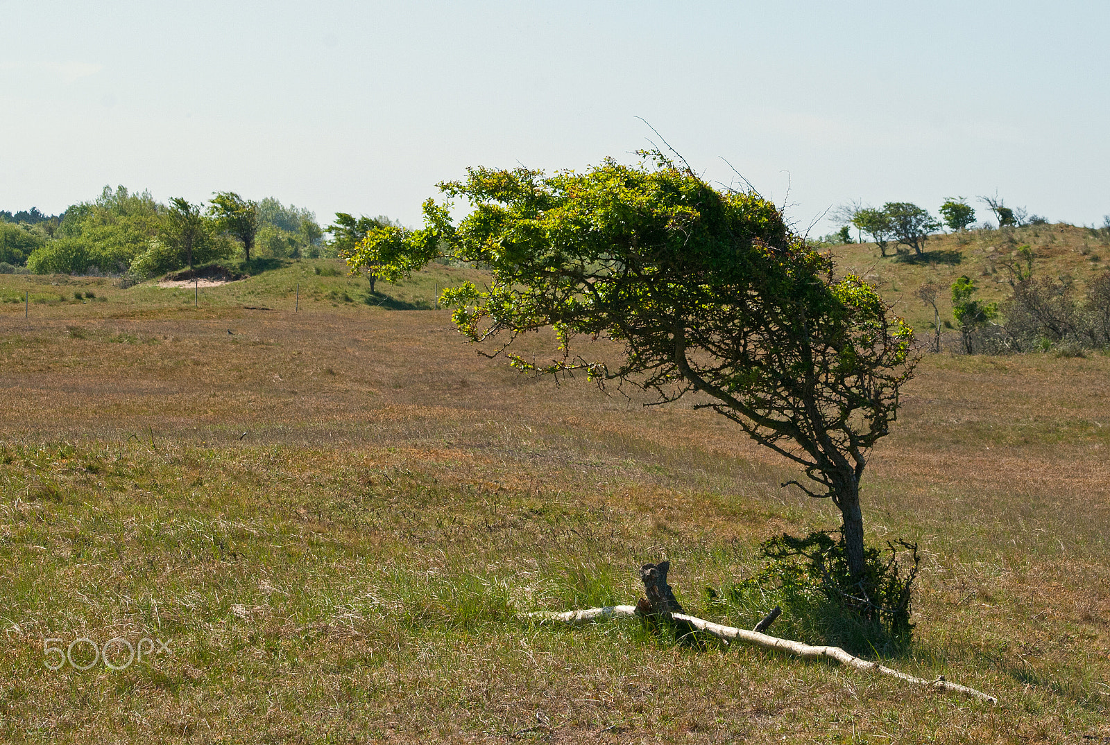 Canon EF 75-300mm f/4-5.6 USM sample photo. Tree shaped by the wind photography
