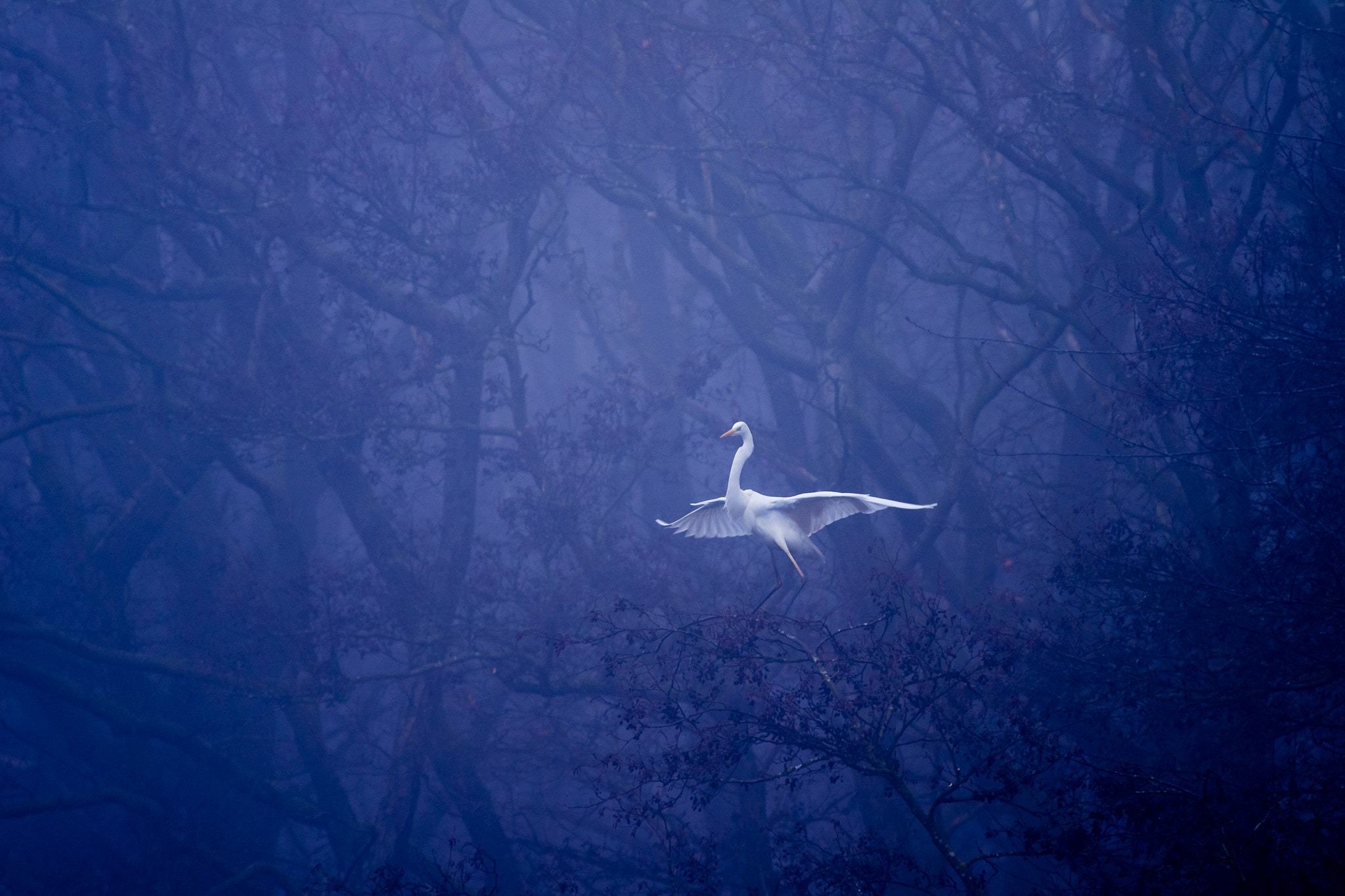 Pentax smc DA* 300mm F4.0 ED (IF) SDM sample photo. L' ange blanc photography
