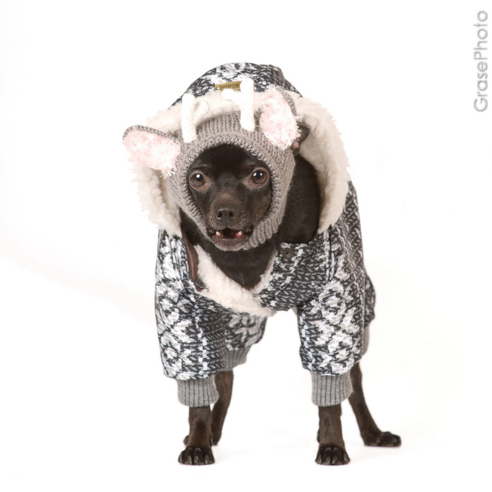 Nikon D300 + Sigma 85mm F1.4 EX DG HSM sample photo. Cute dog photography