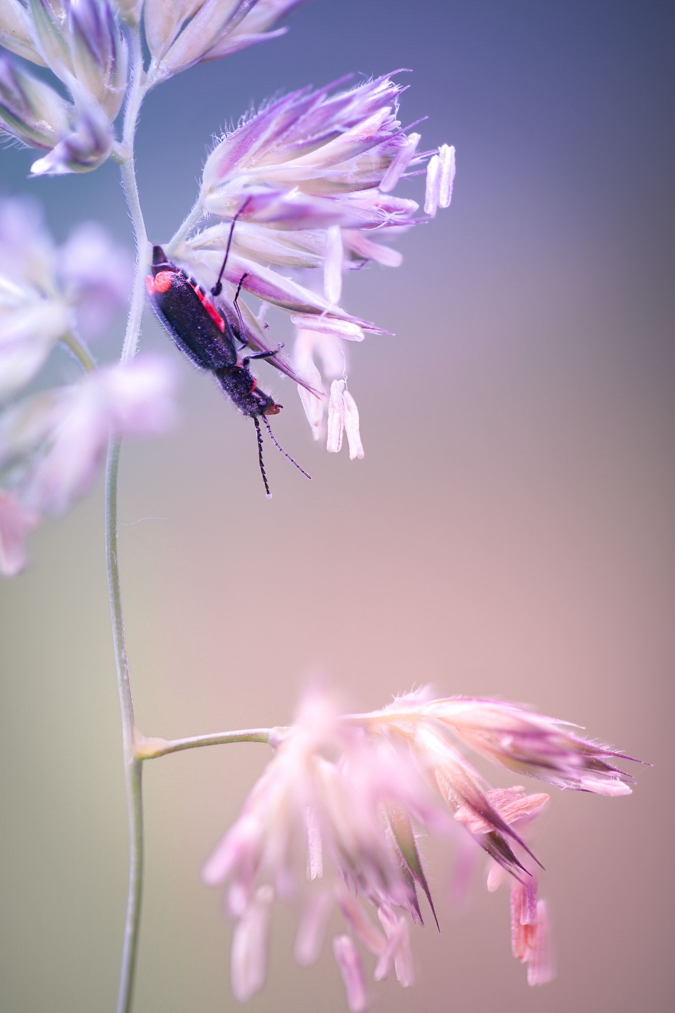 100mm F2.8 G SSM OSS sample photo. Hanging bug... photography