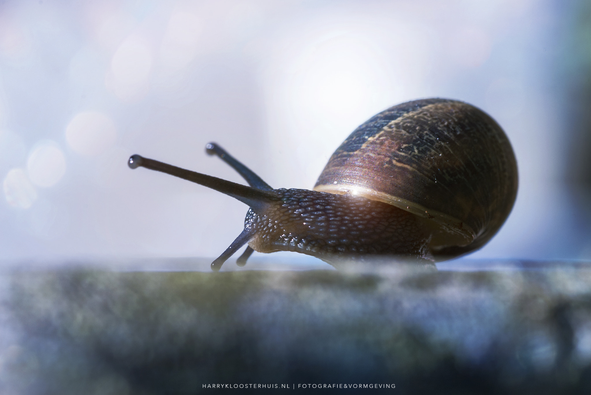 Nikon D80 + Sigma 105mm F2.8 EX DG Macro sample photo. Snail in the light photography
