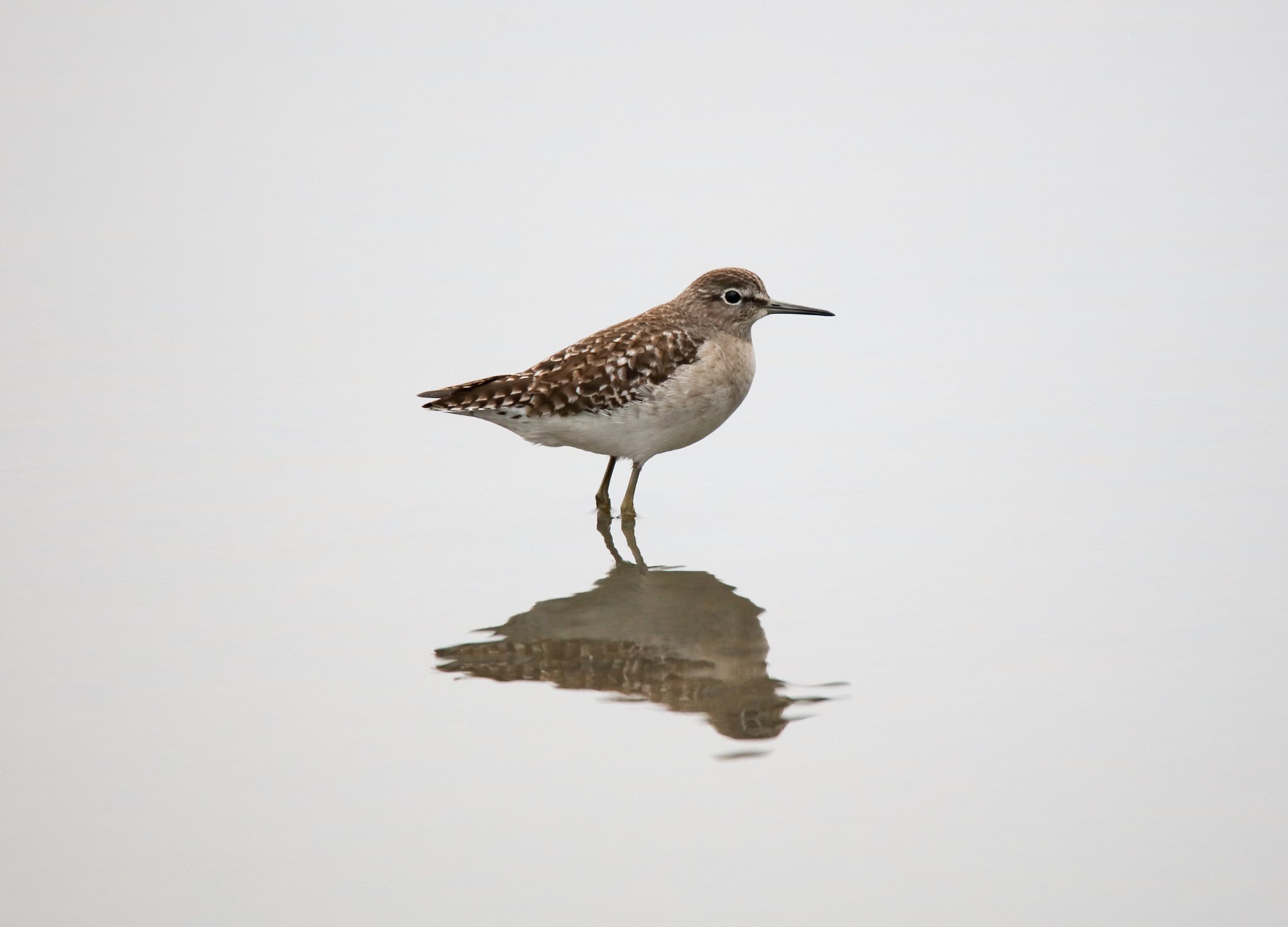 Tamron SP 150-600mm F5-6.3 Di VC USD sample photo. Reflection photography