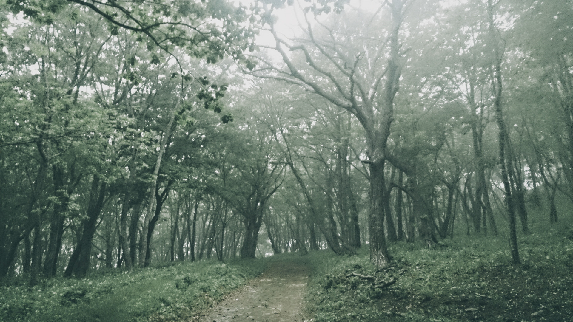 Sony Xperia ZR sample photo. Frshroad photography