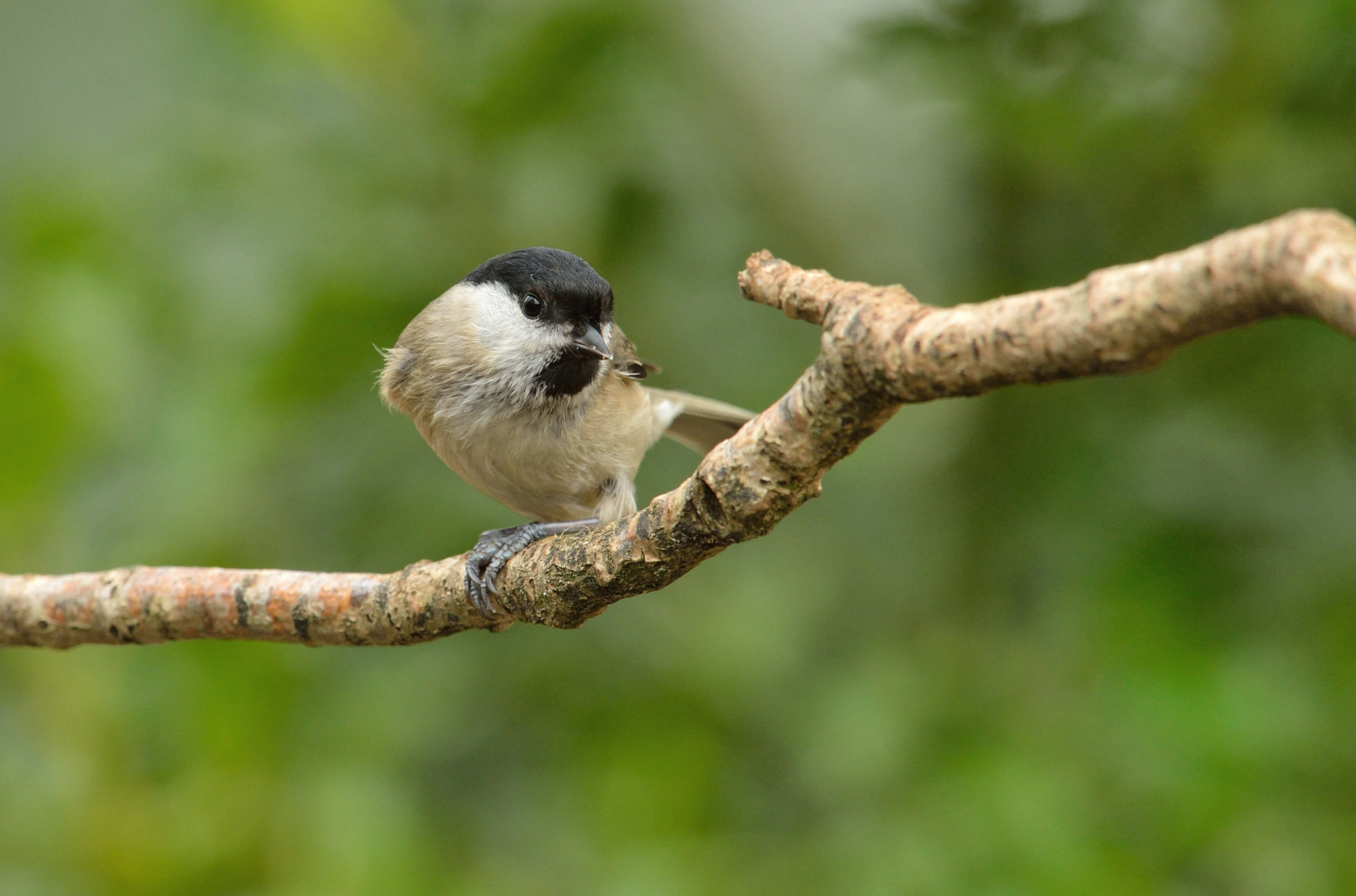 Nikon AF-S Nikkor 400mm F2.8D ED-IF II sample photo. Glanskop photography