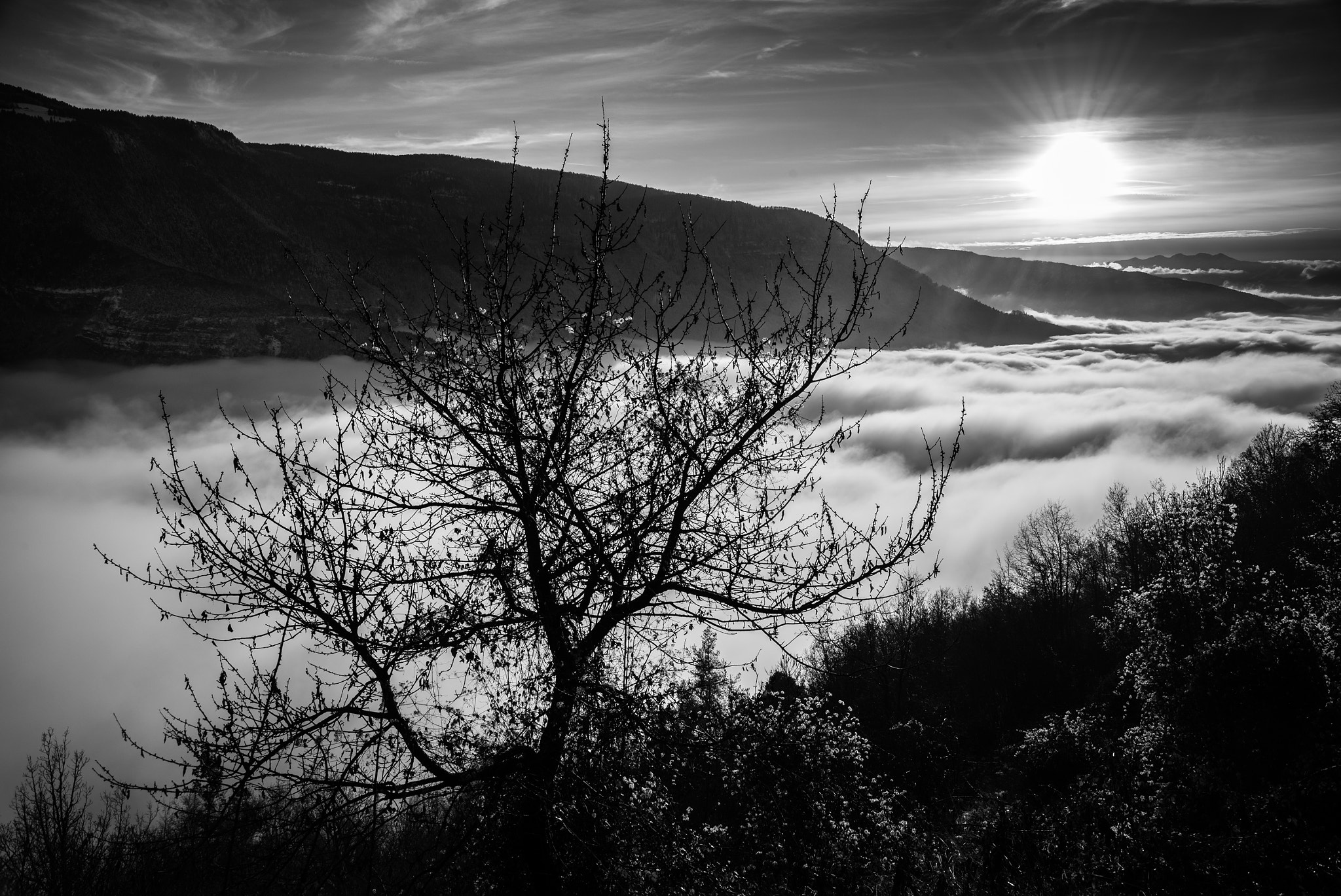 Nikon D600 + AF Zoom-Nikkor 28-200mm f/3.5-5.6G IF-ED sample photo. The tree above the fog photography