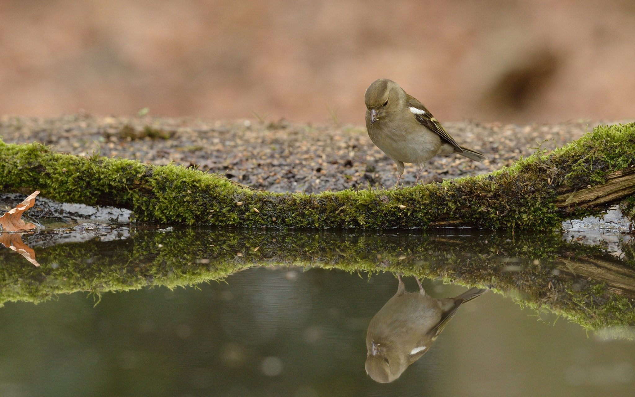 Nikon AF-S Nikkor 400mm F2.8D ED-IF II sample photo. Vink photography