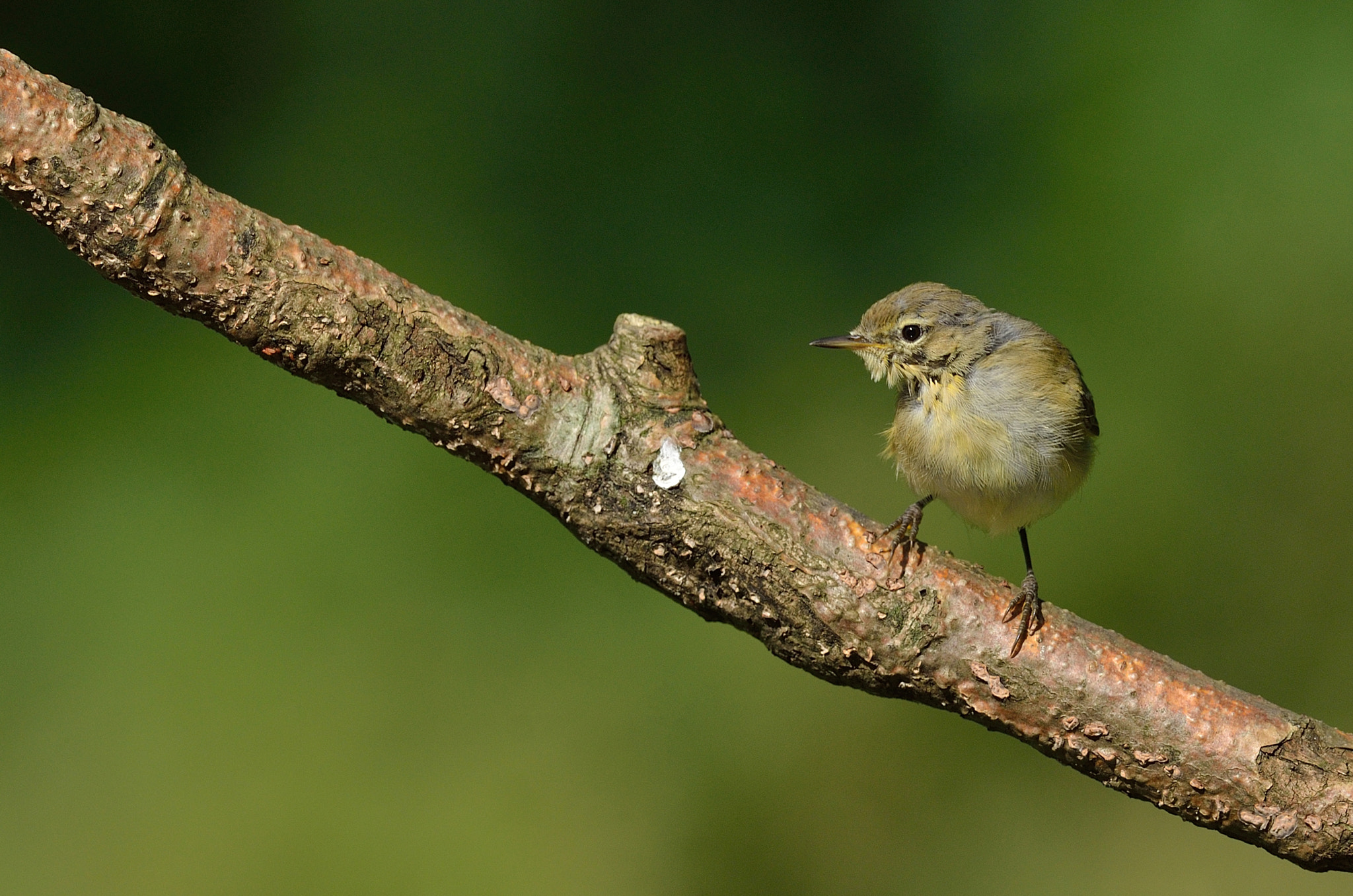 Nikon AF-S Nikkor 400mm F2.8D ED-IF II sample photo. Fitis photography