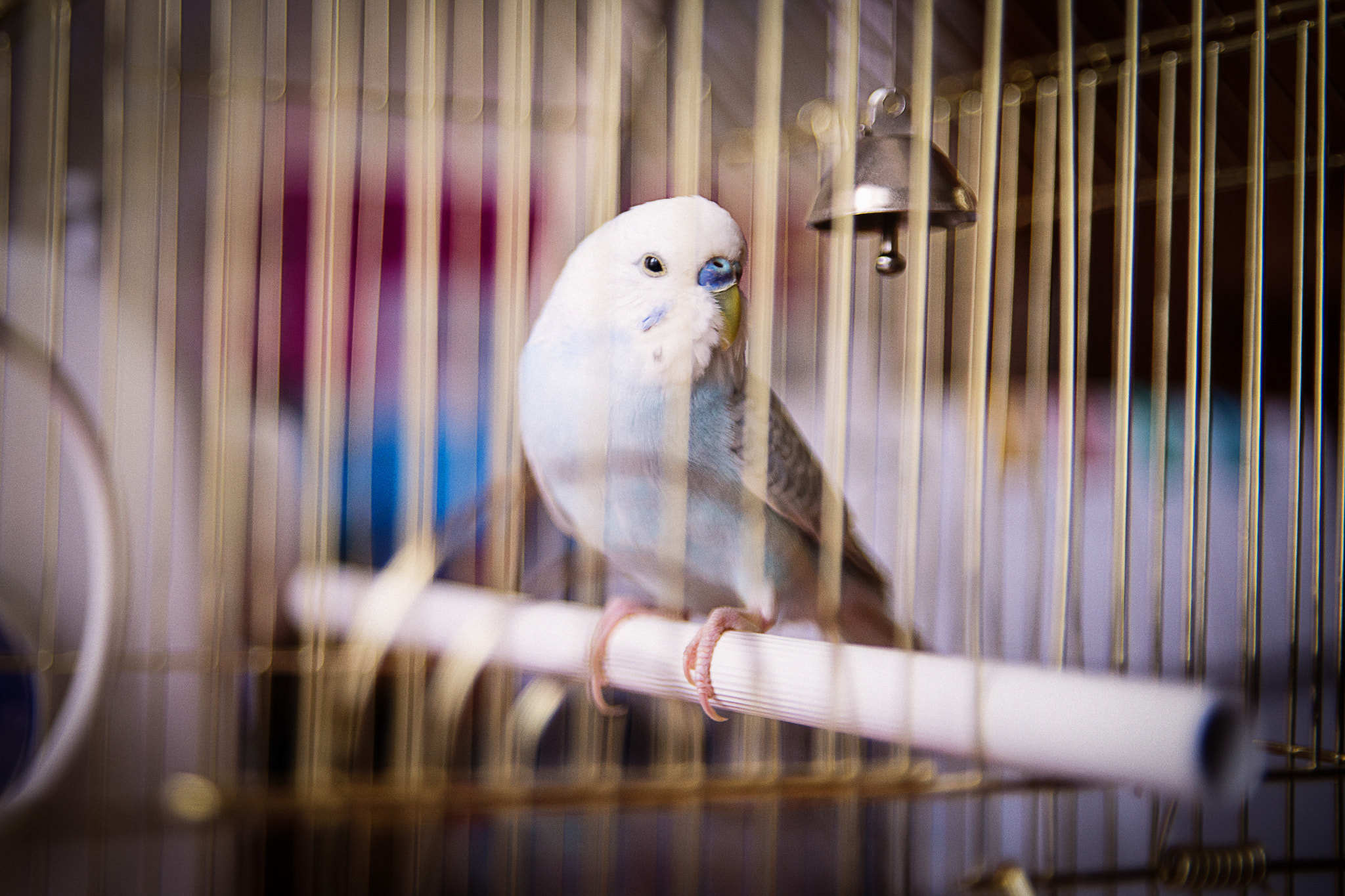 Nikon D600 + Sigma 24-60mm F2.8 EX DG sample photo. Parrot photography