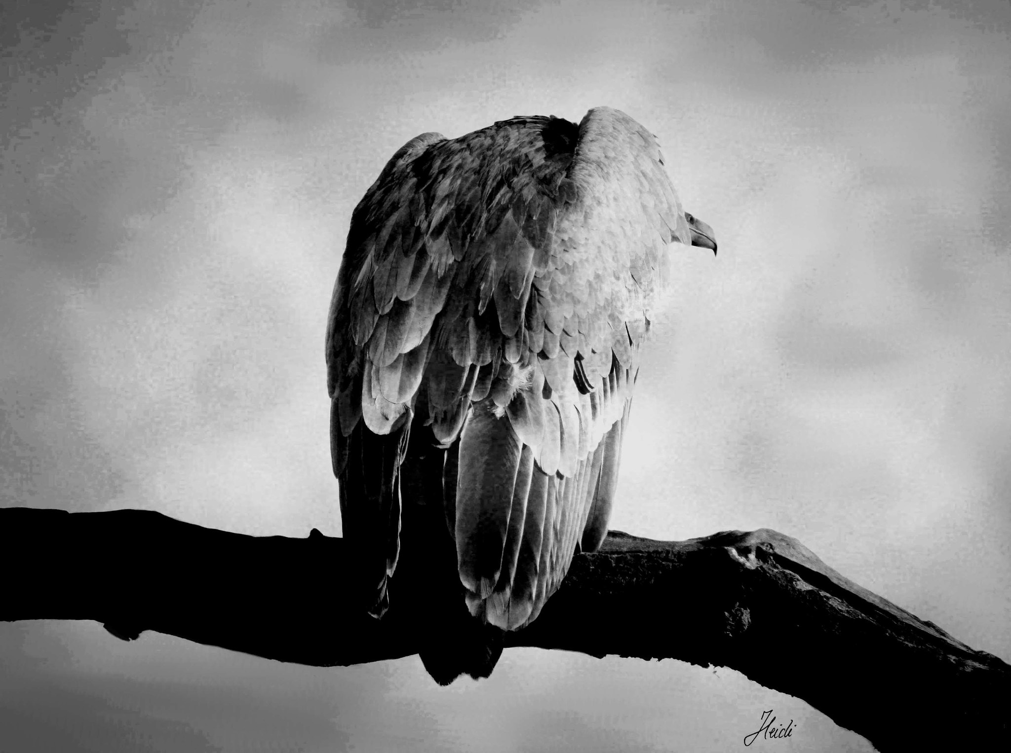 Canon EOS 1000D (EOS Digital Rebel XS / EOS Kiss F) + Canon EF 28mm F2.8 sample photo. Griffon vulture photography