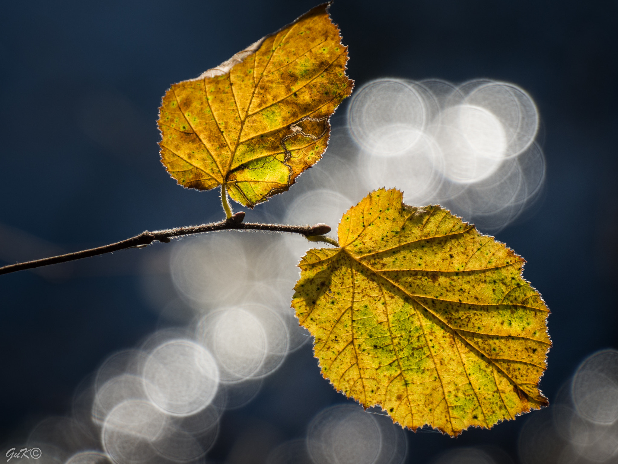 Olympus OM-D E-M10 sample photo. Autumn leaves photography