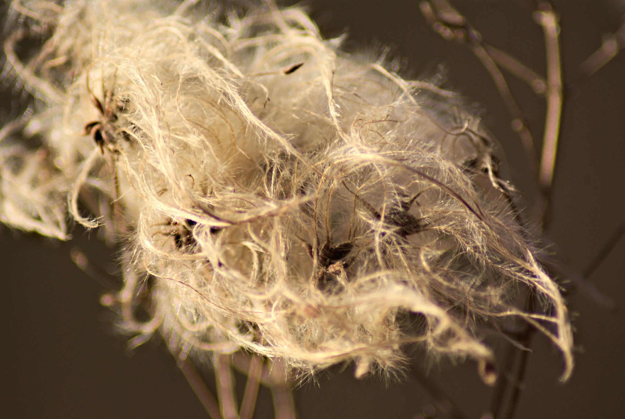Pentax K10D sample photo. Clematis vitalba photography