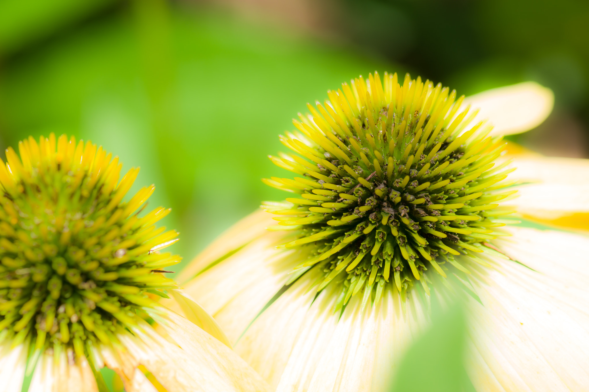 Pentax smc D-FA 100mm F2.8 macro sample photo. ** photography