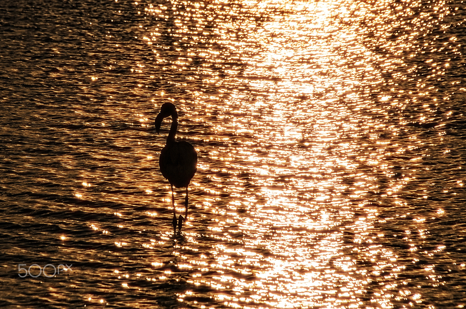 Sigma 18-250mm F3.5-6.3 DC OS HSM sample photo. Lonely photography