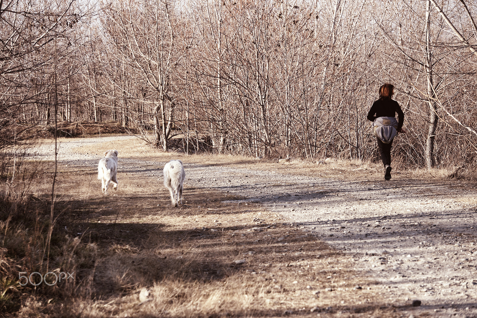 Sony Alpha NEX-3 + Sony E 55-210mm F4.5-6.3 OSS sample photo. Jogging with dogs photography