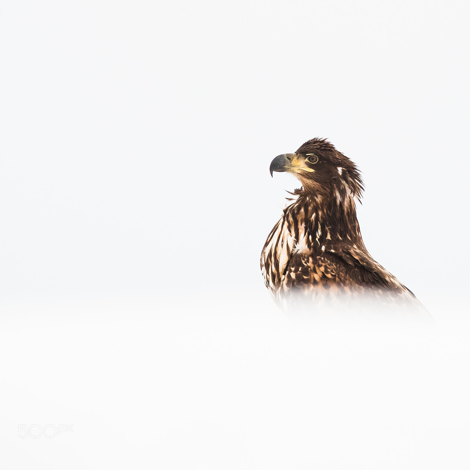Sigma 70-200mm F2.8 EX DG OS HSM sample photo. White-tailed eagle 3 photography