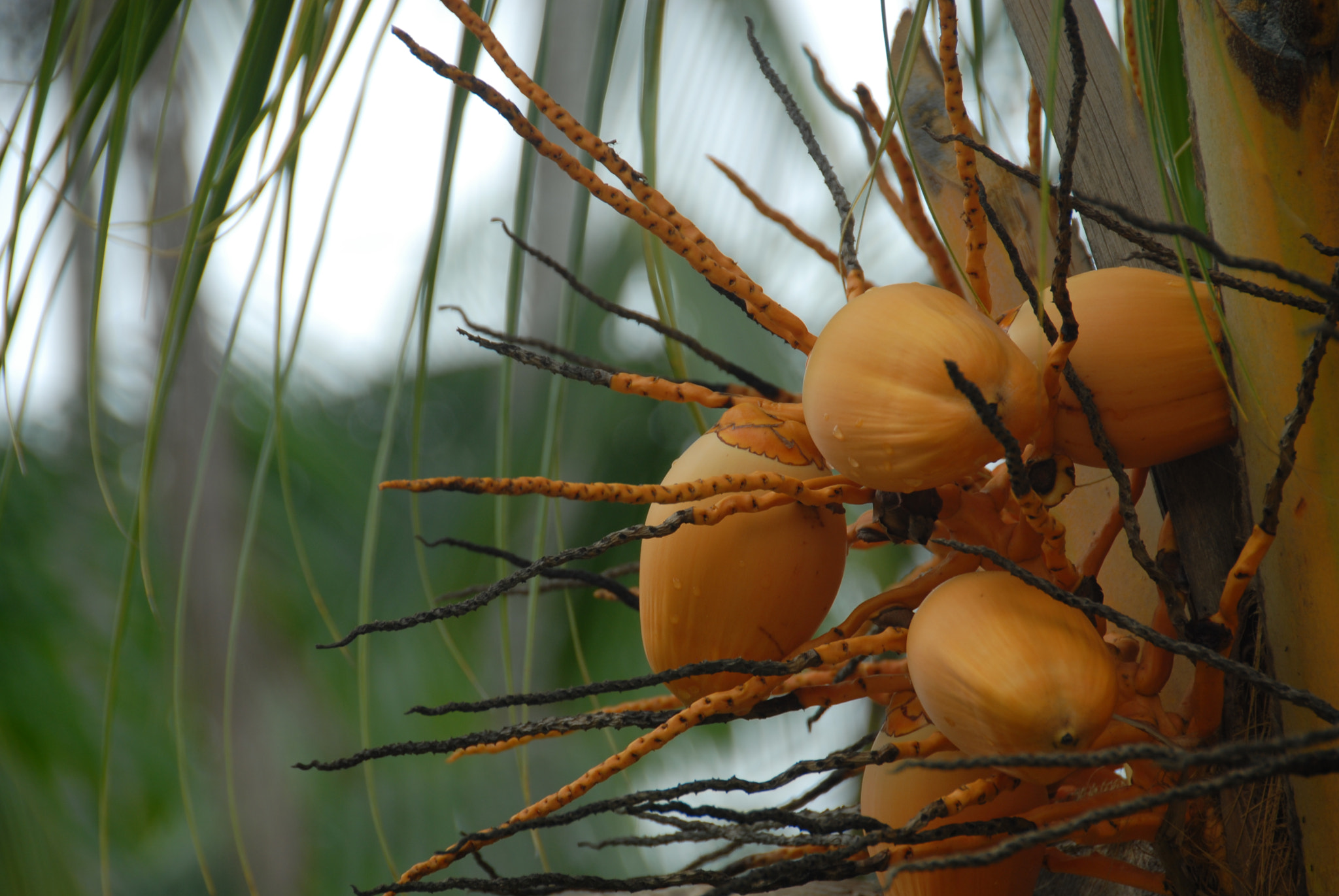 Nikon D200 sample photo. Papayas photography
