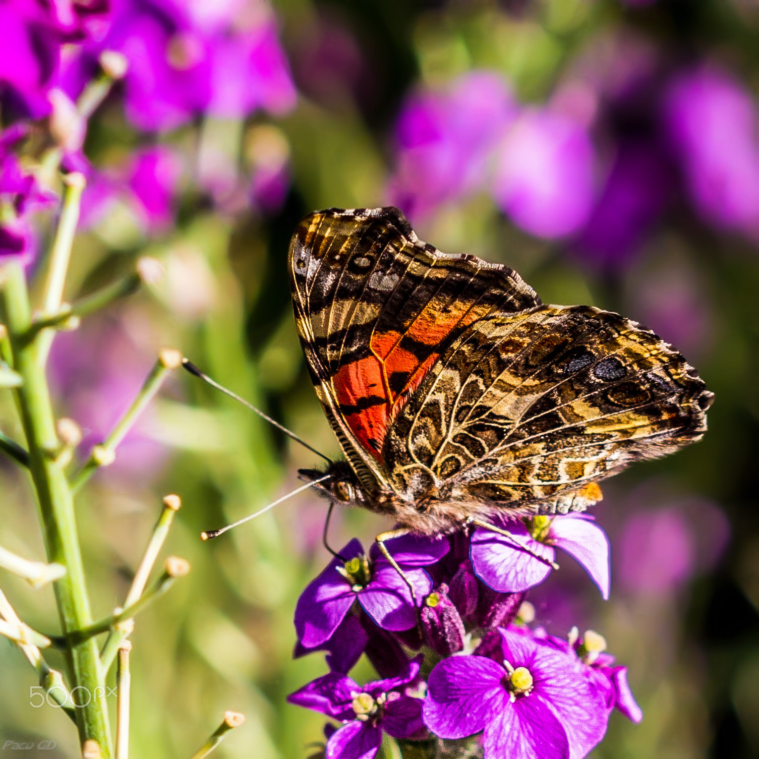 Canon EOS 7D + Canon EF 100mm F2.8 Macro USM sample photo. Mariposa photography