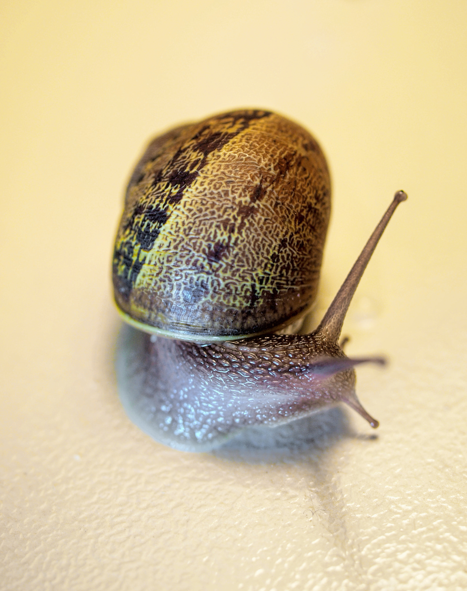 Olympus E-620 (EVOLT E-620) + OLYMPUS 35mm Lens sample photo. Snail - caracol_2 photography