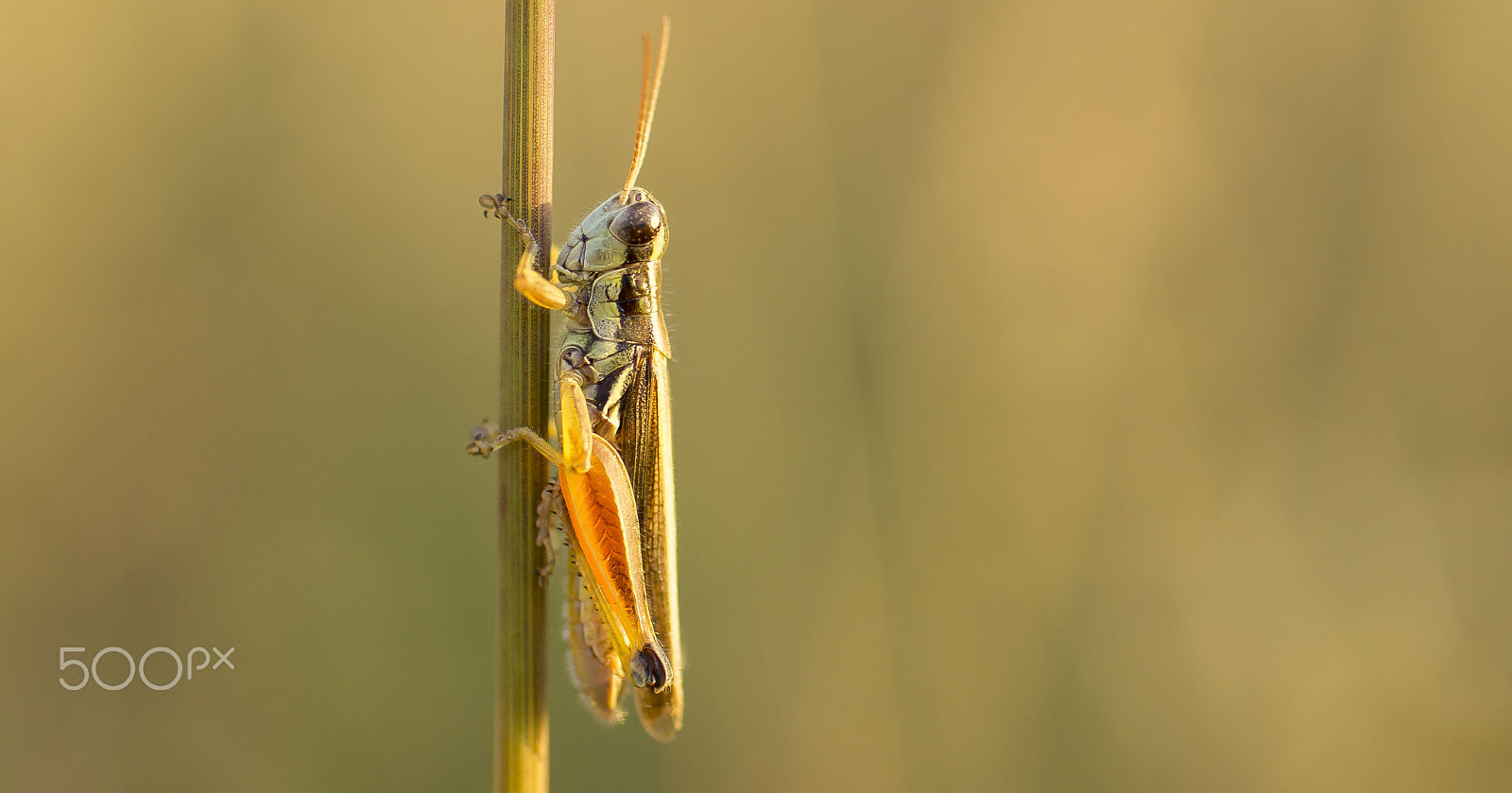 50mm F1.8 sample photo. Langosta photography