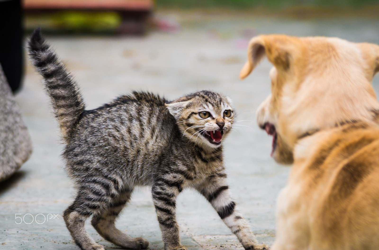 Sigma 150-500mm F5-6.3 DG OS HSM sample photo. Daily conflict photography