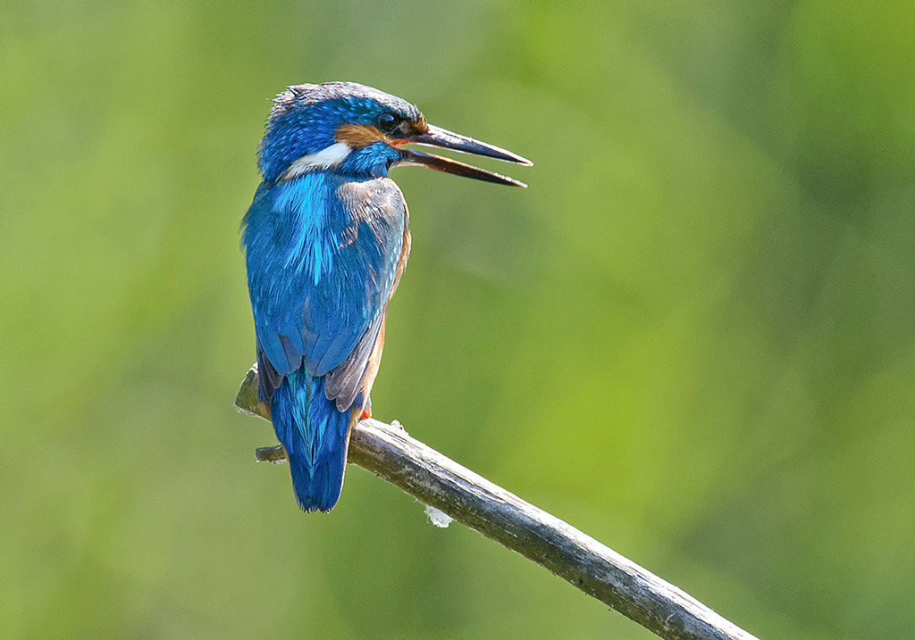 Nikon AF-S Nikkor 600mm F4D ED-IF II sample photo. Kingfisher photography