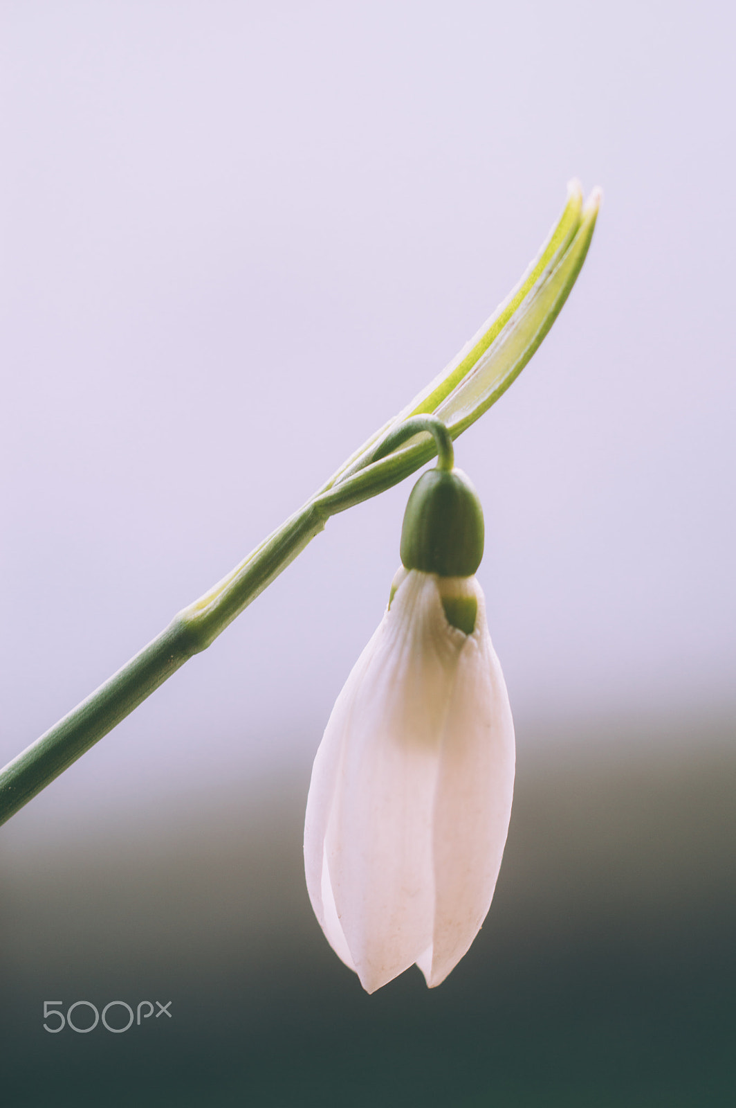 Nikon D3200 + Sigma 50mm F2.8 EX DG Macro sample photo. Perfection photography