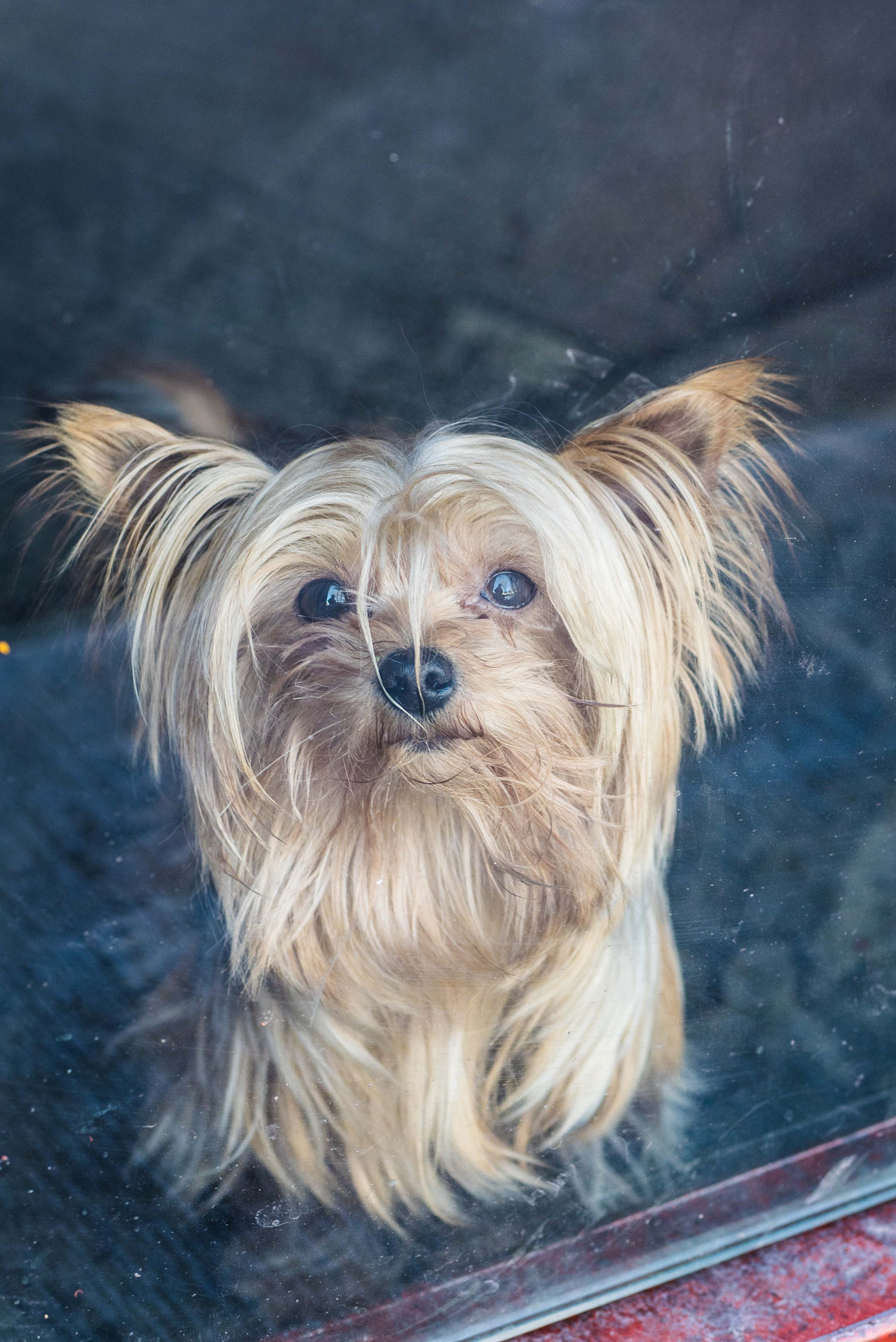 Panasonic DMC-GM1S + Panasonic Lumix G 42.5mm F1.7 ASPH Power OIS sample photo. Kawai yorkshire terrier behind windows photography