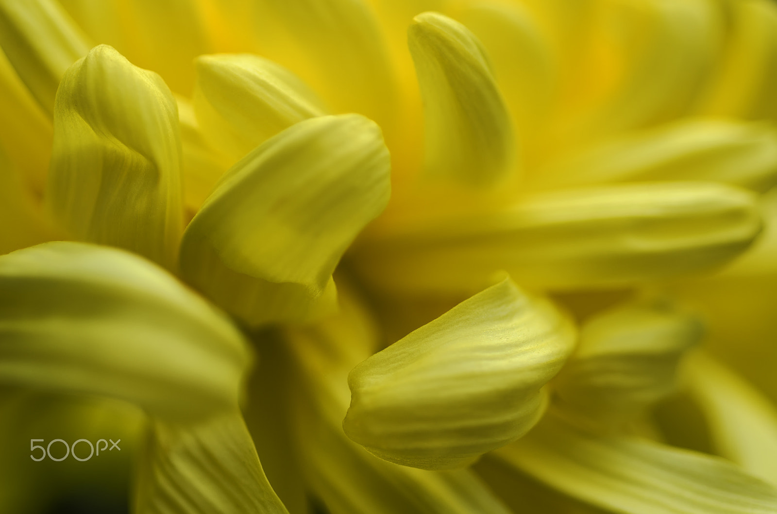Nikon D7000 + AF Micro-Nikkor 60mm f/2.8 sample photo. More than a picture photography