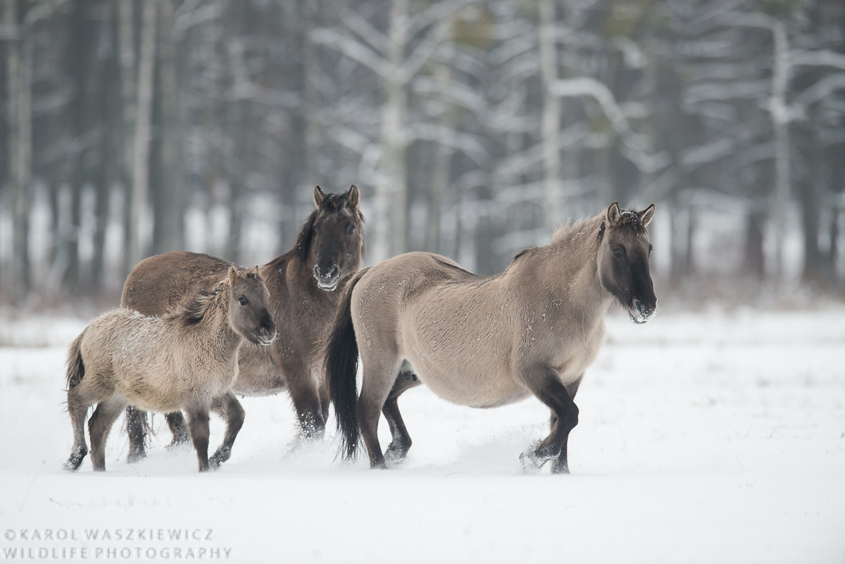 Nikon D800 + Nikon AF-S Nikkor 600mm F4G ED VR sample photo. Konik horses photography
