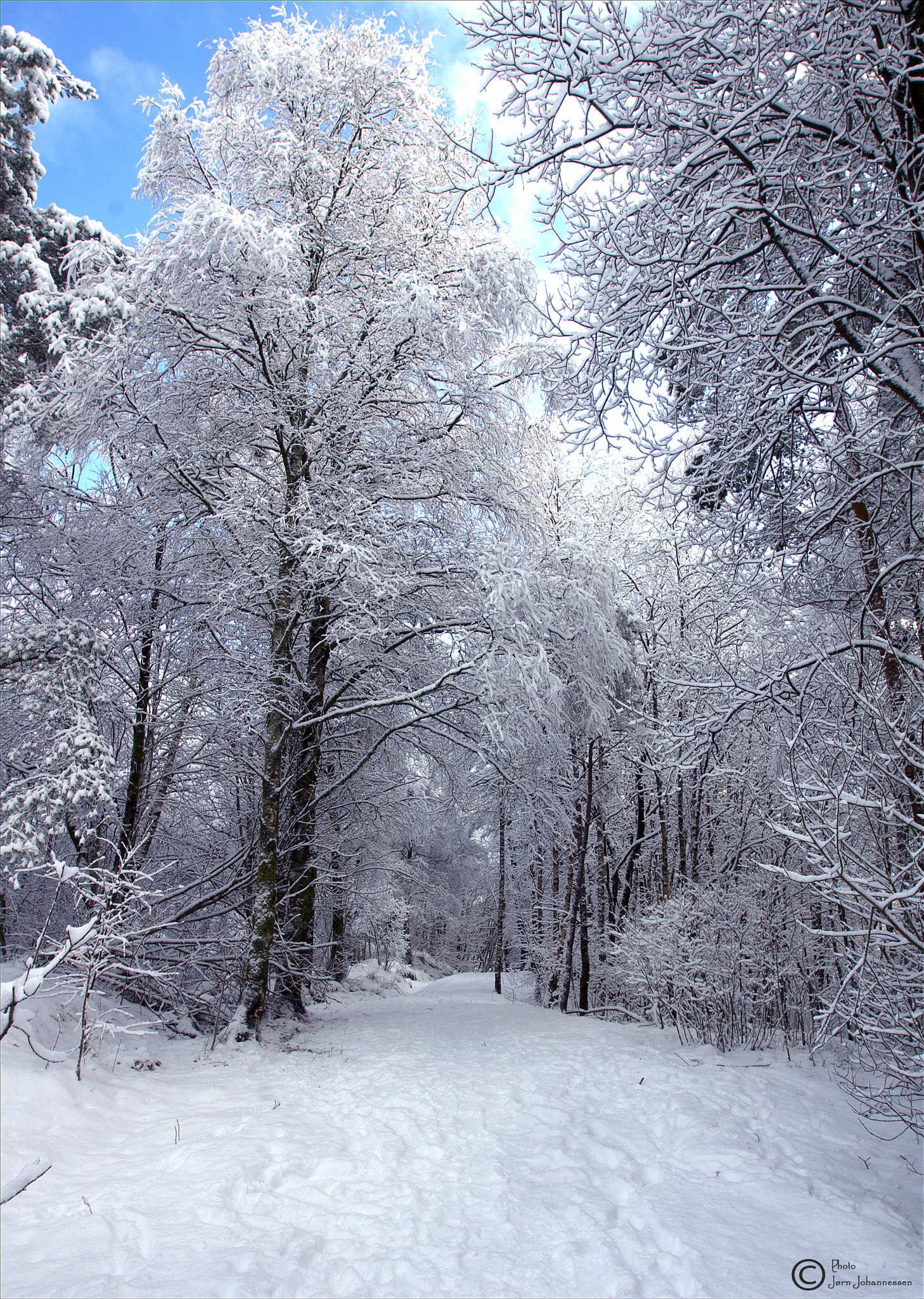 Sony SLT-A77 sample photo. Winter path photography