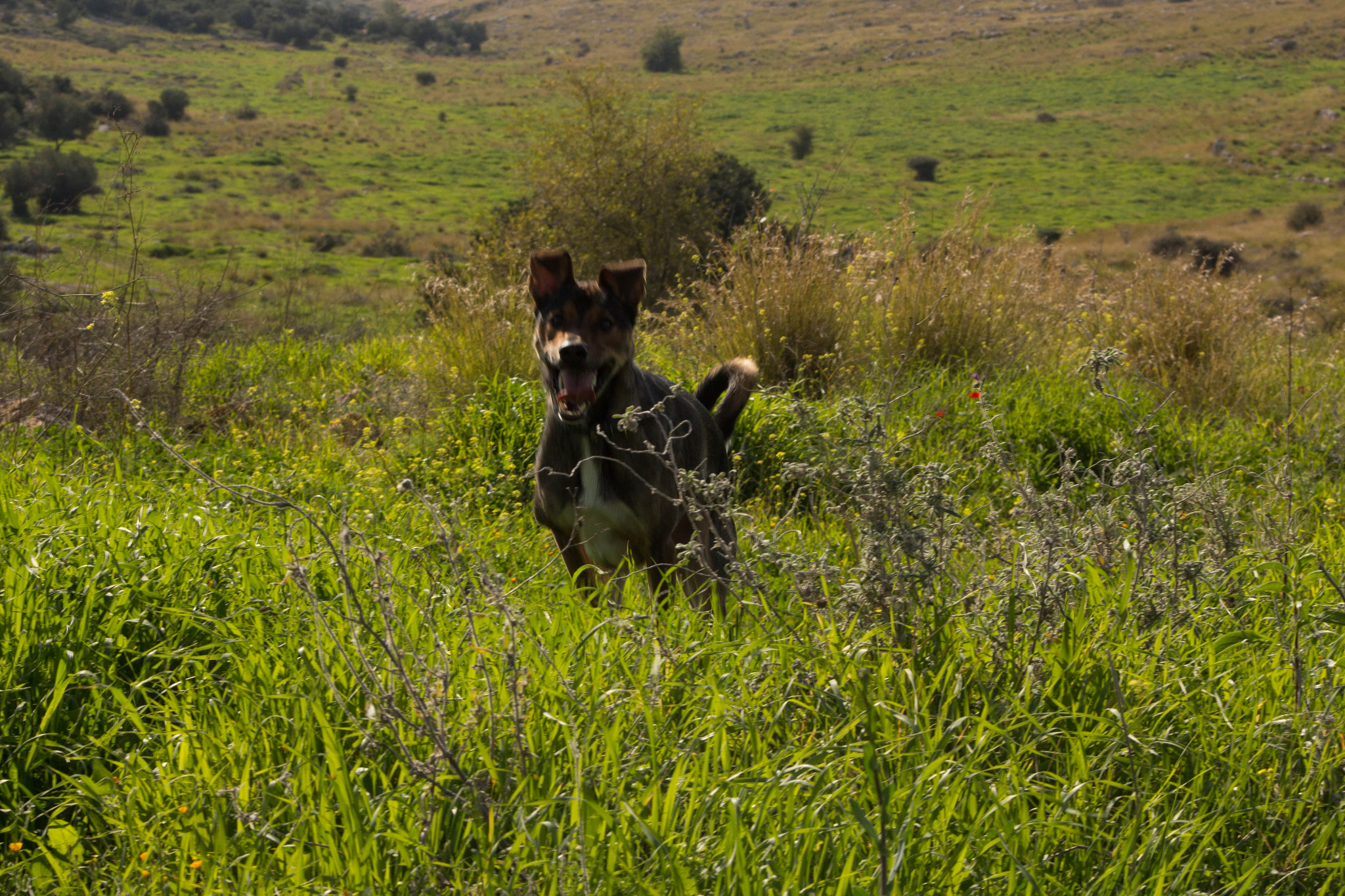 Canon EF 75-300mm f/4-5.6 USM sample photo. My dog in the open field photography
