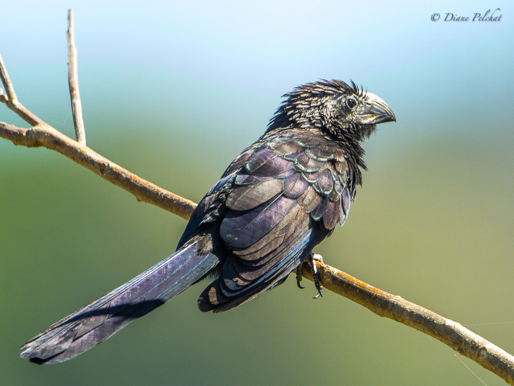 Canon EF 300mm F2.8L IS II USM sample photo. Groove-billed ani photography
