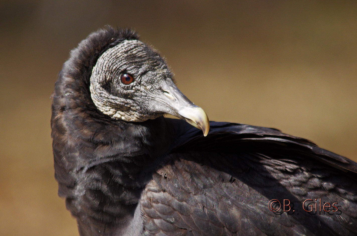 Sigma 150-500mm F5-6.3 DG OS HSM sample photo. Clean up crew photography