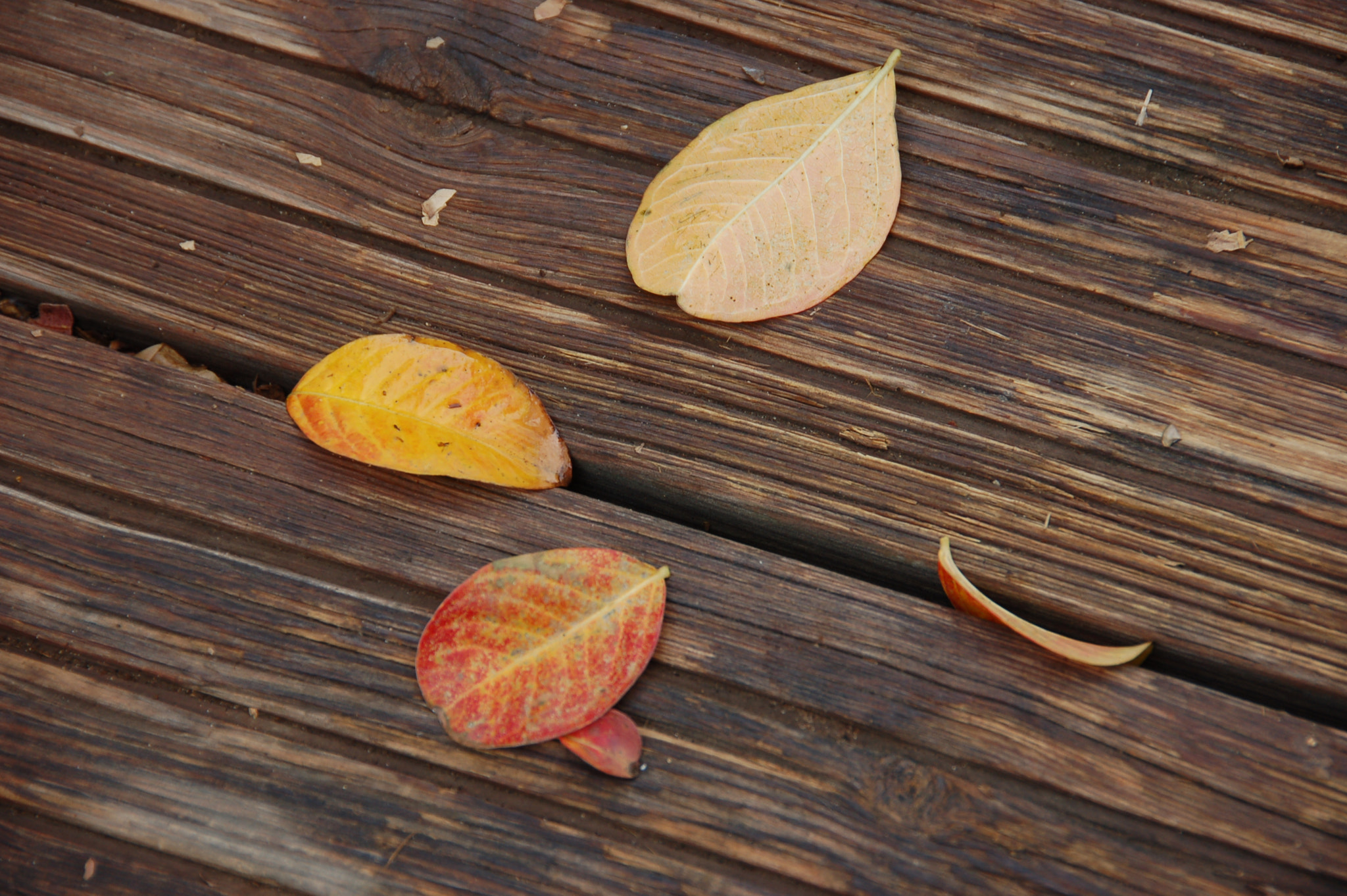 Nikon D50 sample photo. Autumn photography