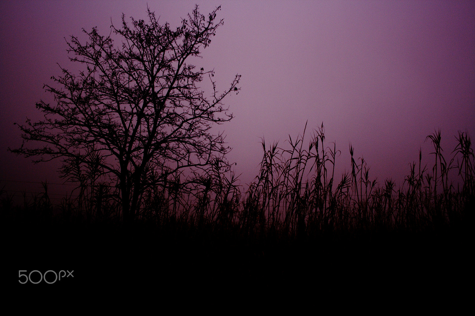 Canon EOS 1000D (EOS Digital Rebel XS / EOS Kiss F) + Canon EF-S 18-55mm F3.5-5.6 sample photo. A creepy sunset photography