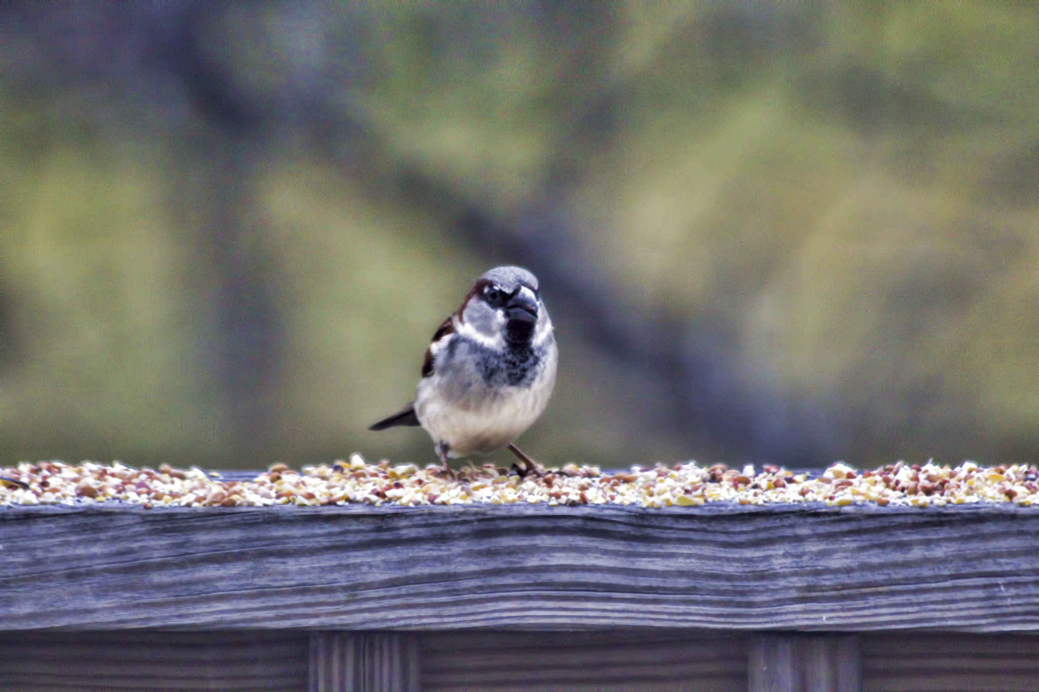Canon EF 70-300mm F4-5.6 IS USM sample photo. Bird photography