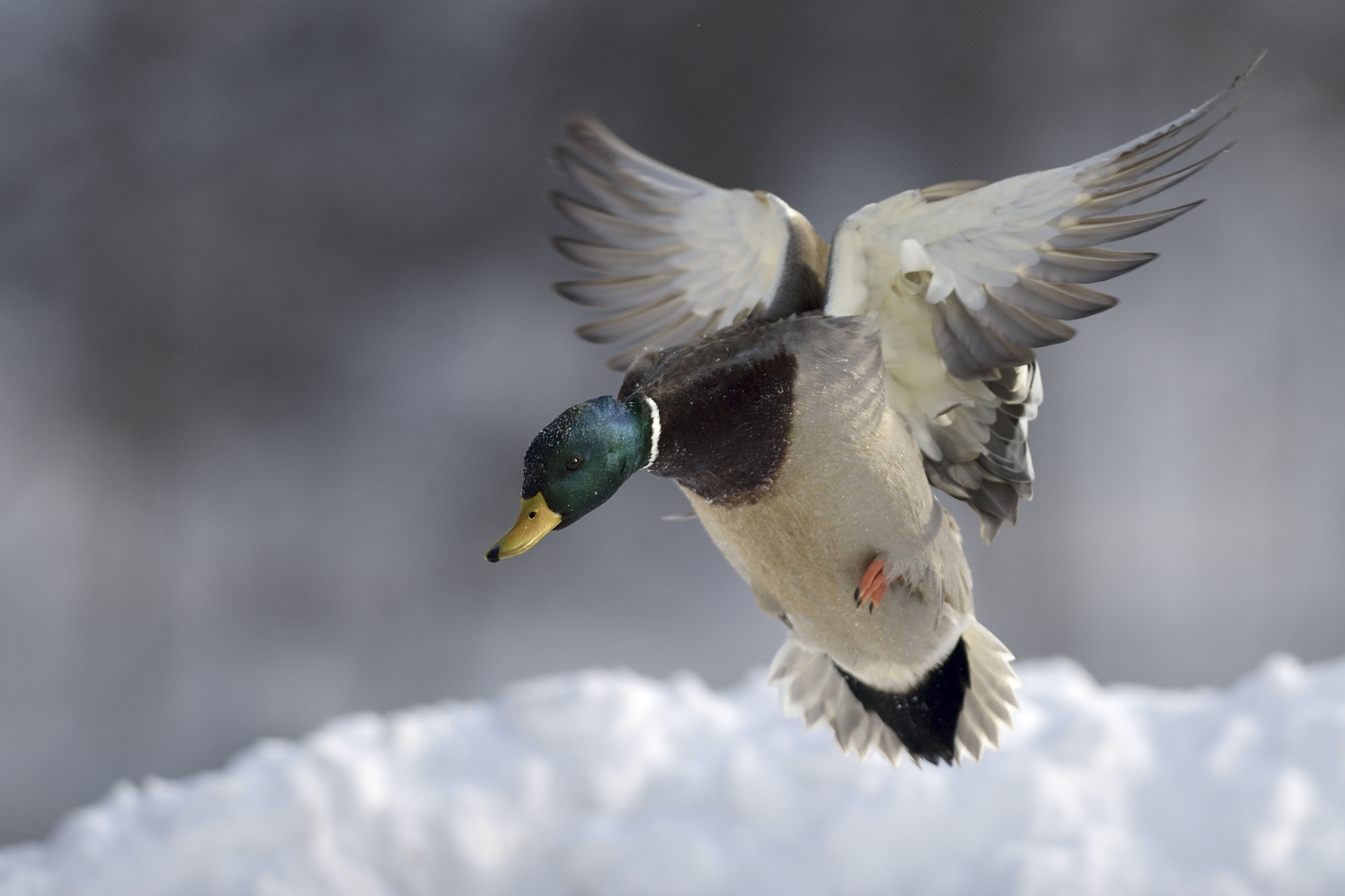 Nikon AF-S Nikkor 300mm F2.8G ED-IF VR sample photo. Focus to landing photography