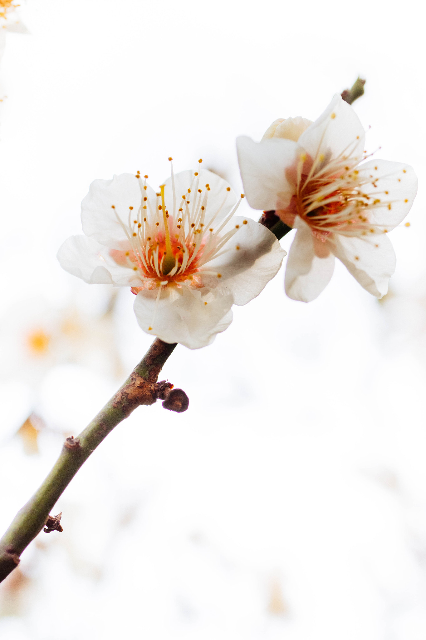 Panasonic Lumix G Macro 30mm F2.8 ASPH Mega OIS sample photo. Plum photography