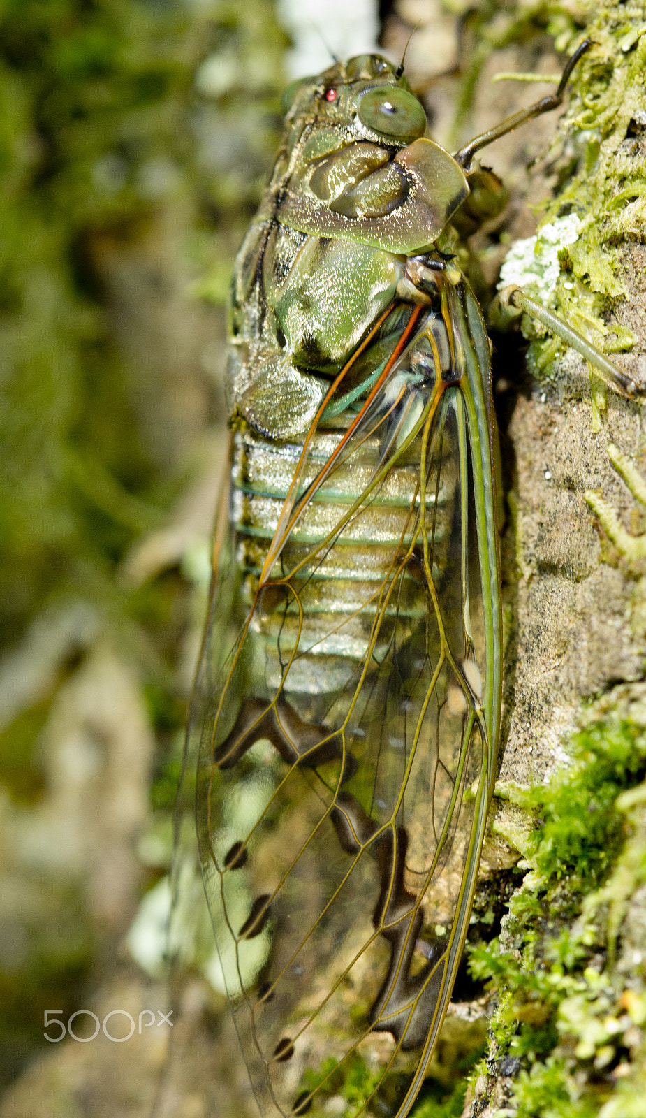 Canon EOS 60D + Canon EF 100mm F2.8 Macro USM sample photo.  cicada photography