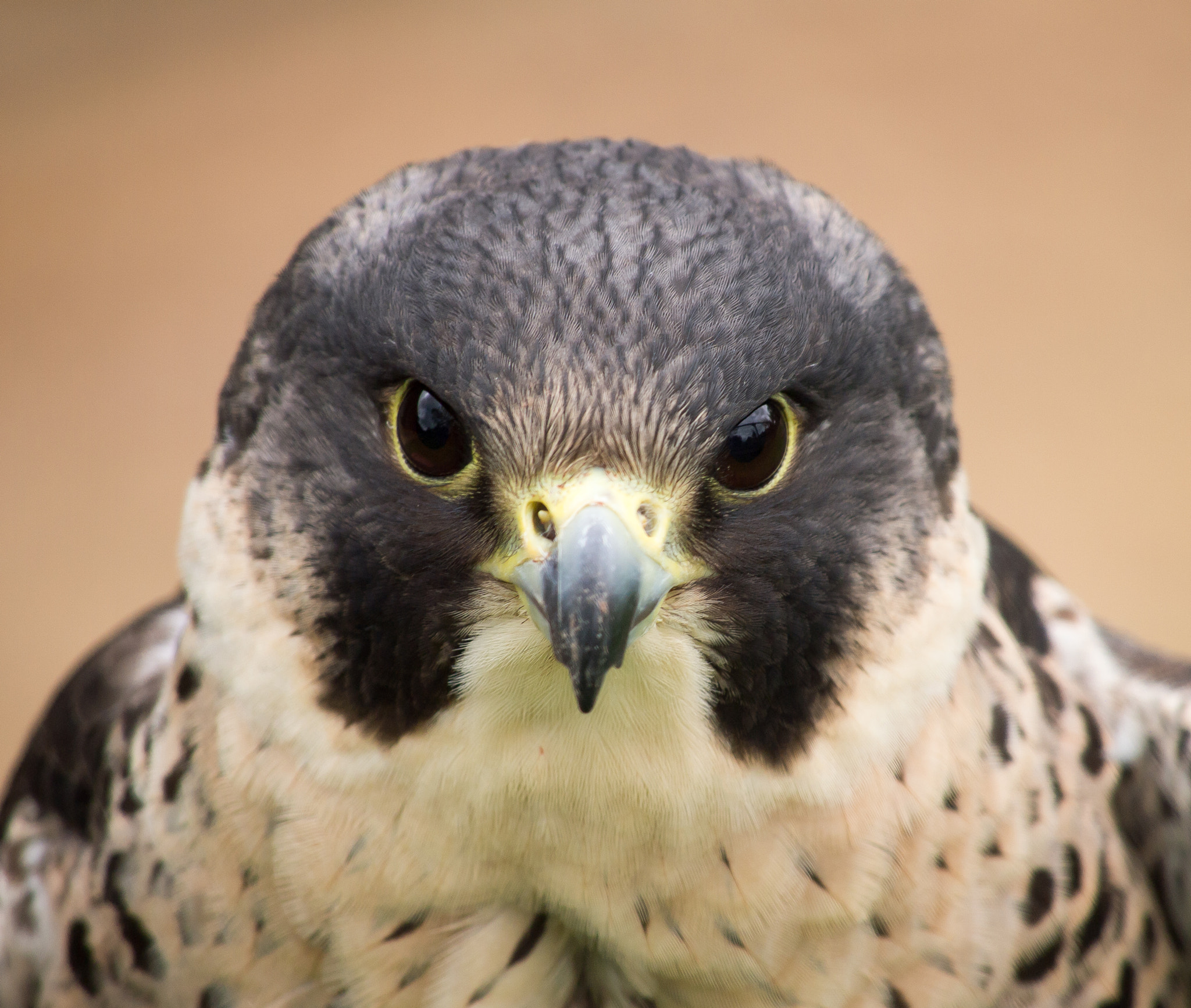 Olympus PEN E-PL3 sample photo. Peregrine falcon photography