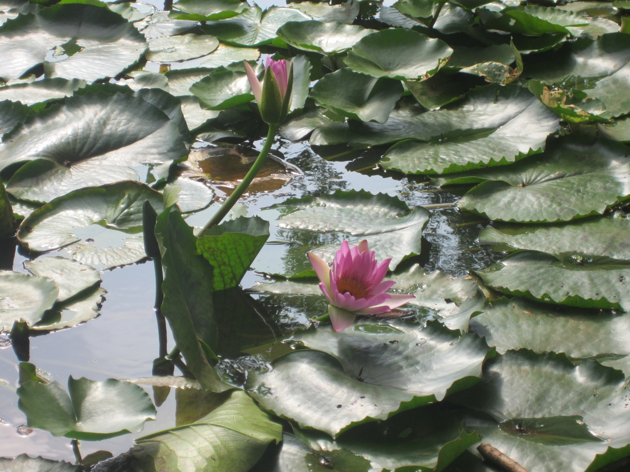 Canon PowerShot ELPH 300 HS (IXUS 220 HS / IXY 410F) sample photo. Lotus photography