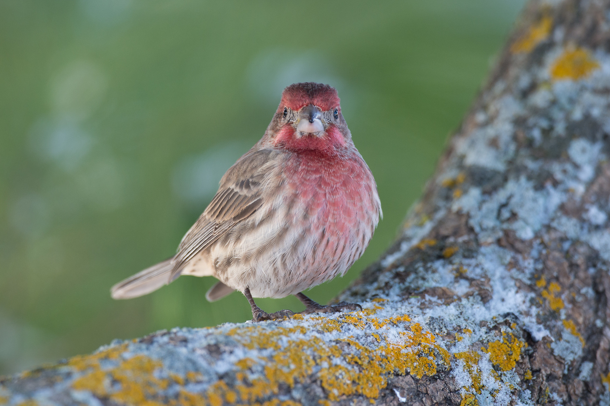 Nikon D4 + Sigma 24-60mm F2.8 EX DG sample photo. Roselin familier carpodacus mexicanus house finch photography