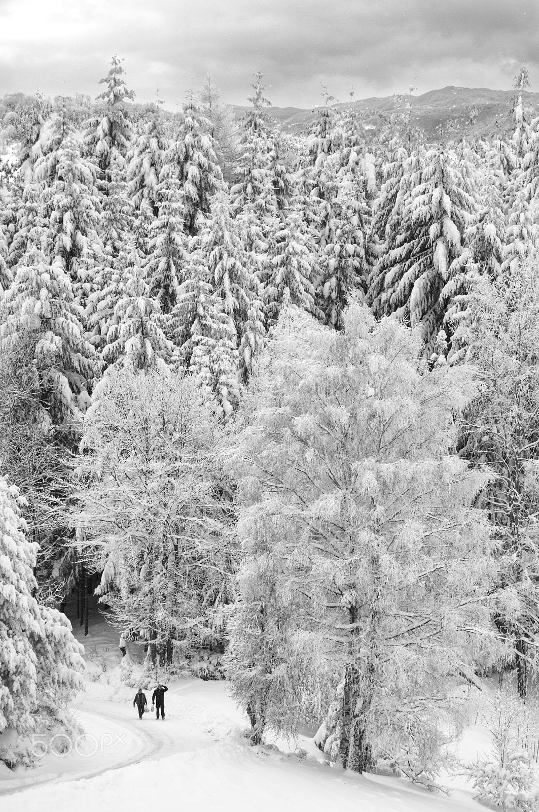AF Nikkor 300mm f/4 IF-ED sample photo. Winter days photography