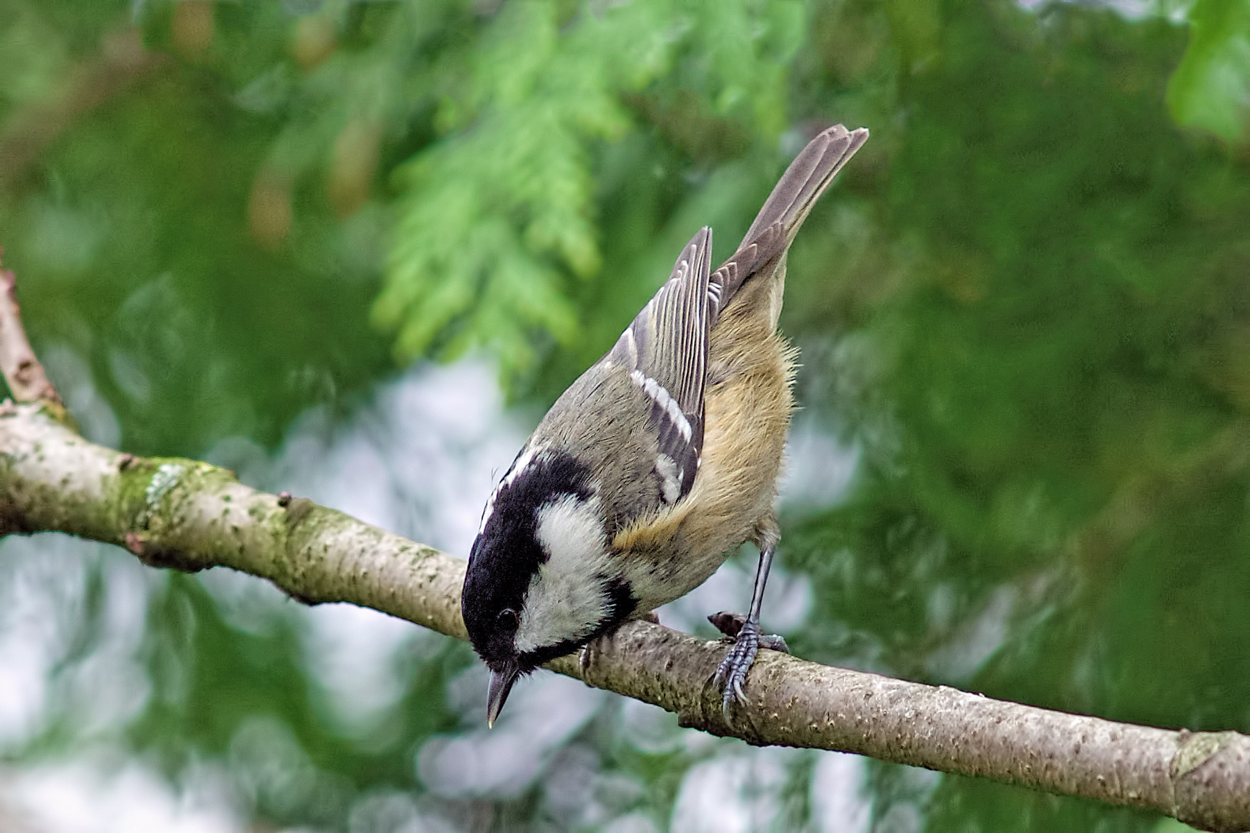 Sony a99 II + Minolta AF 300mm F2.8 HS-APO G sample photo. Coal tit photography
