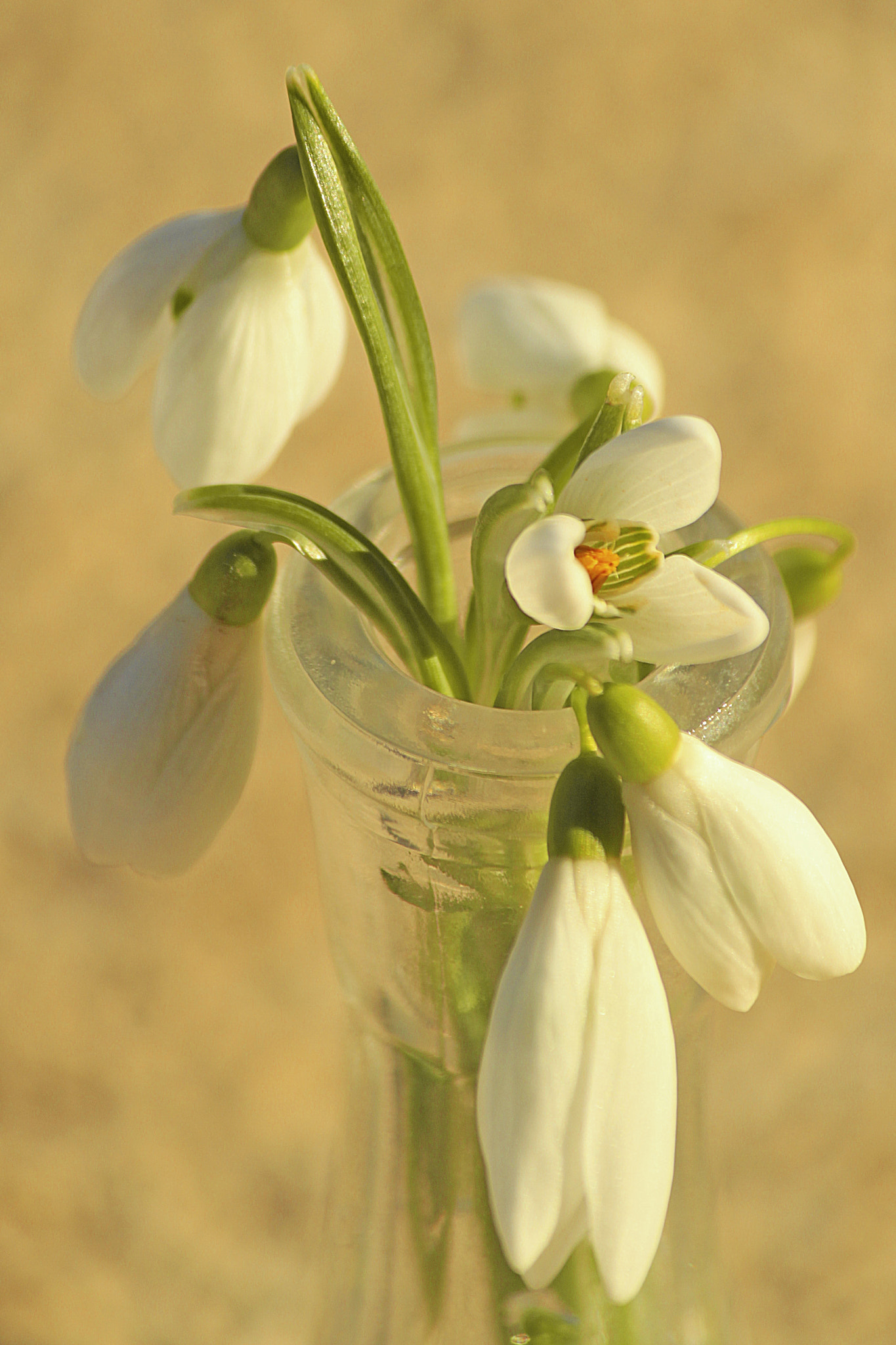 Canon EOS 500D (EOS Rebel T1i / EOS Kiss X3) sample photo. Whisper of spring photography