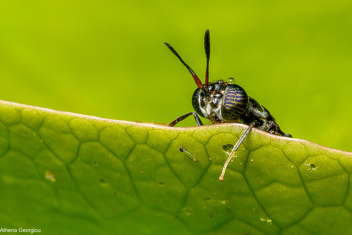 Canon EF 100mm F2.8 Macro USM sample photo. The worm photography