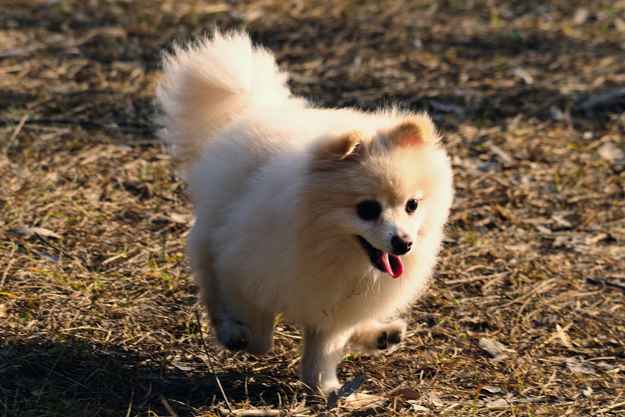 Sigma 150-500mm F5-6.3 DG OS HSM sample photo. Chasing photography