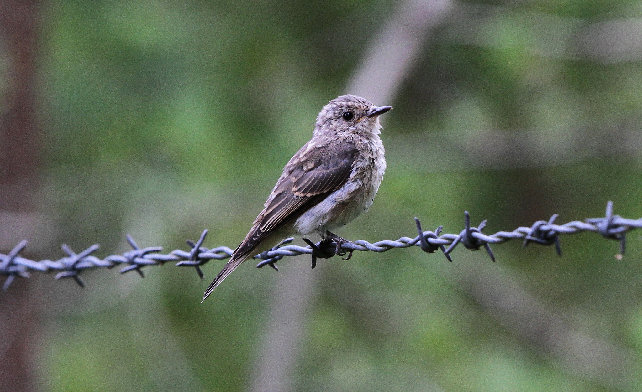 Canon EF 500mm F4L IS II USM sample photo. Young spotted fly catcher photography